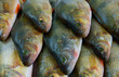 Fresh perch fish background