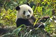 Photo : Hungry giant panda bear eating bamboo Hungry giant panda bear eating bamboo