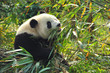 Hungry giant panda bear eating bamboo