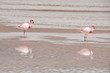 Flamingos in the Salt flat of Atacama (Chile) Flamingos in the Salt flat of Atacama (Chile)