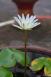 Purple water lilly on water background with leaves and it's bud.