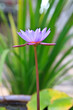 Purple water lilly on water background with leaves and it's bud.