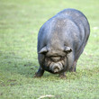 Cochon vietnamien - Cochon nain