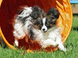 Agility - Papillon im Tunnel