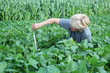 Agronomy expert inspecting quality of soy Agronomy expert inspecting quality of soy