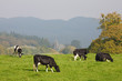 Herd of fresian cows