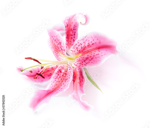 Photo: Stargazer lily isolated Stargazer lily isolated
