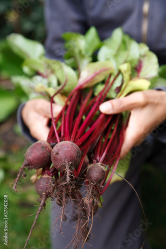 Photo: Organic vegetables Organic vegetables