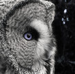 owl portrait magnetic eyes