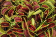 Carnivorous plant