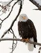Photo en ligne au meilleur prix Bald eagle perched on branch