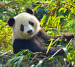 Hungry giant panda bear eating bamboo