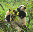 Hungry giant panda bear eating bamboo
