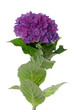 Lacecap Hydrangea (macrophylla normalis)