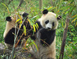Hungry giant panda bear eating bamboo