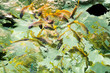 Fische Fische