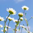 Margeriten, Leucanthemum vulgare, Sommerhimmel