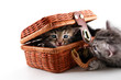 Kittens play in basket