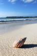 Foto: shell on the beach shell on the beach
