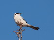 Northern Grey Shrike, Lanius excubitor Northern Grey Shrike, Lanius excubitor