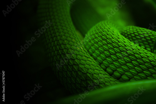 Photo: snake green skin snake green skin