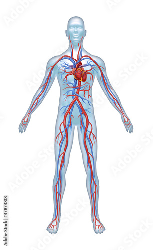 Illustration: Human Cardiovascular System Human Cardiovascular System