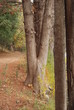 An urban trail in fall in a park with trees An urban trail in fall in a park with trees