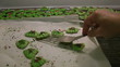Fresh baked spritz cookies