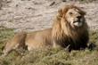Content Male Lion