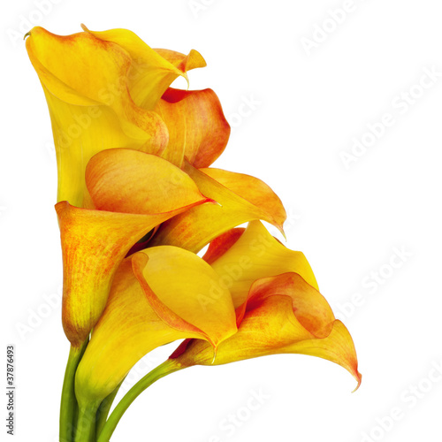Photo: Yellow Calla Lilies Yellow Calla Lilies