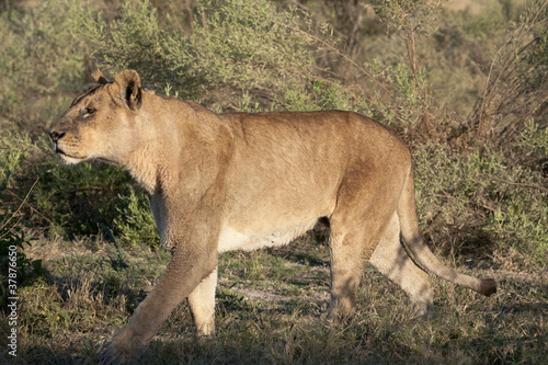 walking lioness