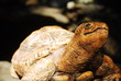 Stone turtle in garden Stone turtle in garden