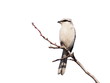 Northern Grey Shrike isolated on white background Northern Grey Shrike isolated on white background
