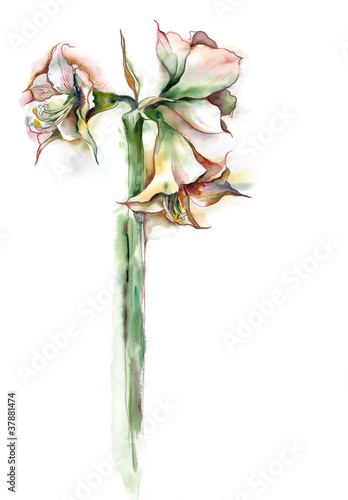 Photo: Watercolor -Amaryllis- Watercolor -Amaryllis-