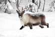 reindeer