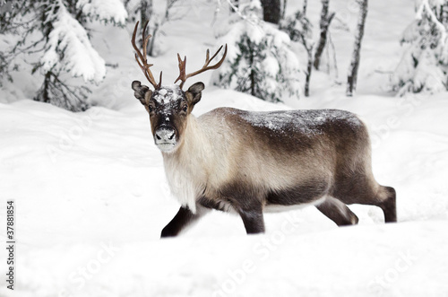 Foto: reindeer reindeer