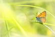 Butterfly on a spring meadow in the sunshine