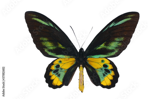 Photo: Rothschild’s birdwing (Ornithoptera rothschildi) Rothschild’s birdwing (Ornithoptera rothschildi)