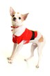 Christmas chihuahua puppy Christmas chihuahua puppy