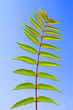 Leaf of Staghorn sumac