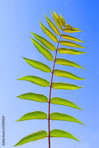Photo: Leaf of Staghorn sumac Leaf of Staghorn sumac