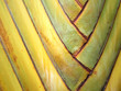 Texture of the palm tree Texture of the palm tree