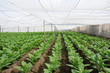 Tobacco farm