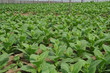 Cigar Plantation