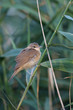 Reed warbler