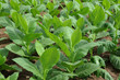 The growth of tobacco plants