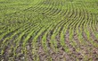 Junges Feld