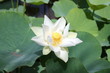 Lotus Lotus