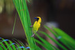 Serin du Cap Serin du Cap