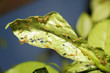 Sick Citrus Plant with Caterpillar Pests